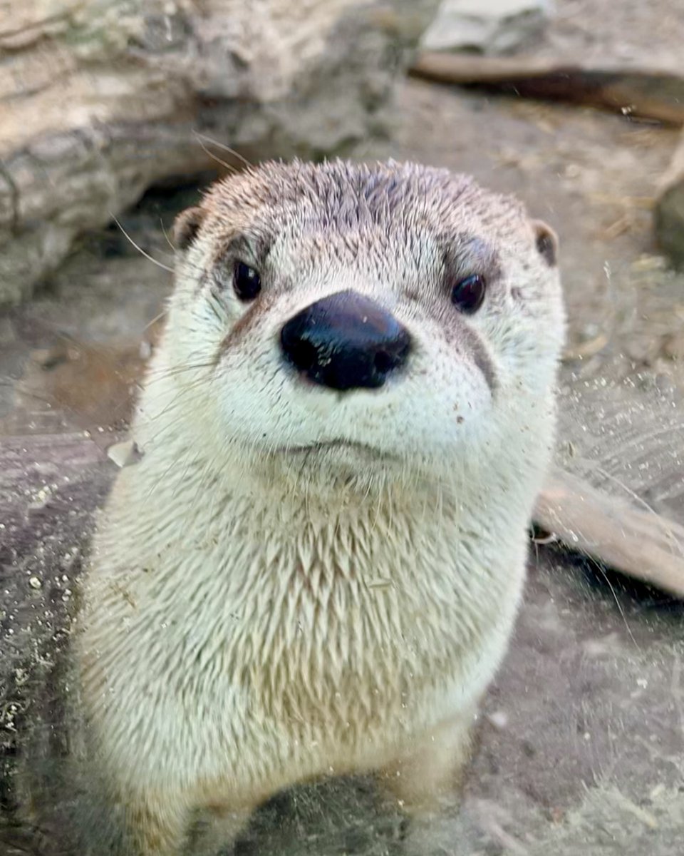 North American River Otters are very vocal and use various sounds like chirps, squeaks, and hums to communicate with each other. 🦦