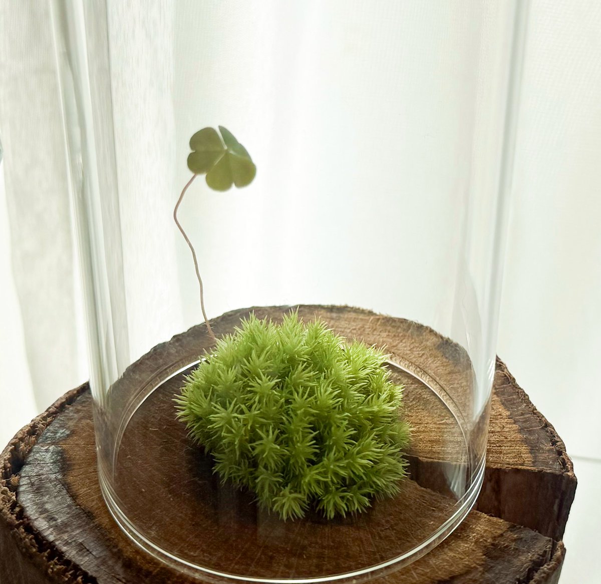 そろそろ☘️出てくるかなと思ってたら出てきましたwこれで4回目☘️✨
今回はひょろひょろ上に伸びてプリンカップでは窮屈そうだったのでガラス容器に変えてあげましたw
#カタバミ
#苔