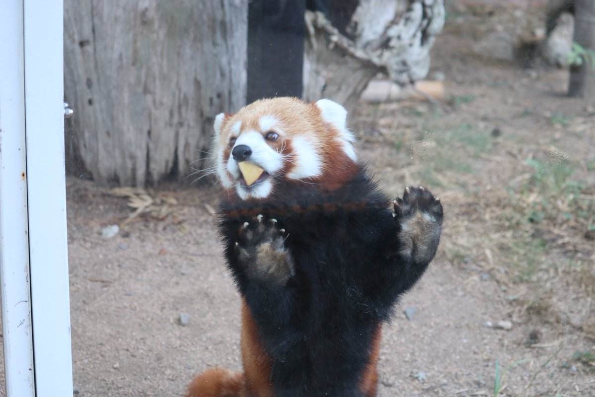 _takeman's tweet image. 250824 秋吉台サファリランド　優香
「あたし、りんご🍎はみんな食べちゃうから！あ、こっちにも！こっちのも美味しそ😋」
#秋吉台サファリランド #レッサーパンダ #永遠のアイドルユウカ