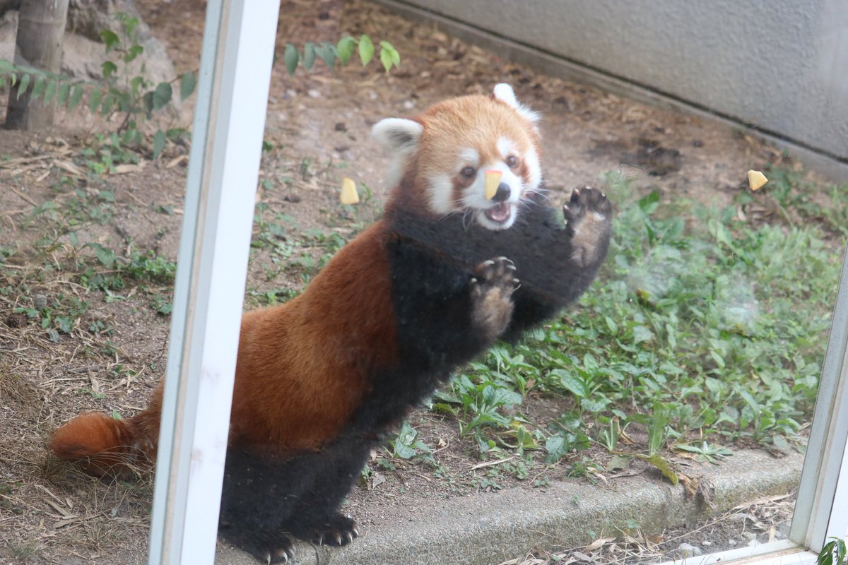 _takeman's tweet image. 250824 秋吉台サファリランド　優香
「あたし、りんご🍎はみんな食べちゃうから！あ、こっちにも！こっちのも美味しそ😋」
#秋吉台サファリランド #レッサーパンダ #永遠のアイドルユウカ