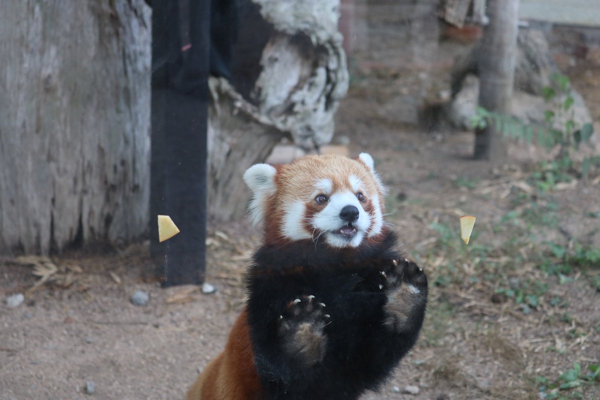 _takeman's tweet image. 250824 秋吉台サファリランド　優香
「あたし、りんご🍎はみんな食べちゃうから！あ、こっちにも！こっちのも美味しそ😋」
#秋吉台サファリランド #レッサーパンダ #永遠のアイドルユウカ