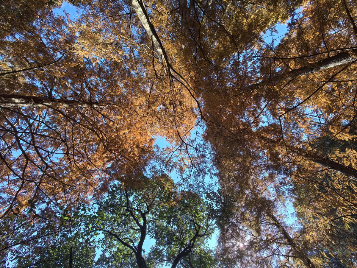 宁波apple tweet media