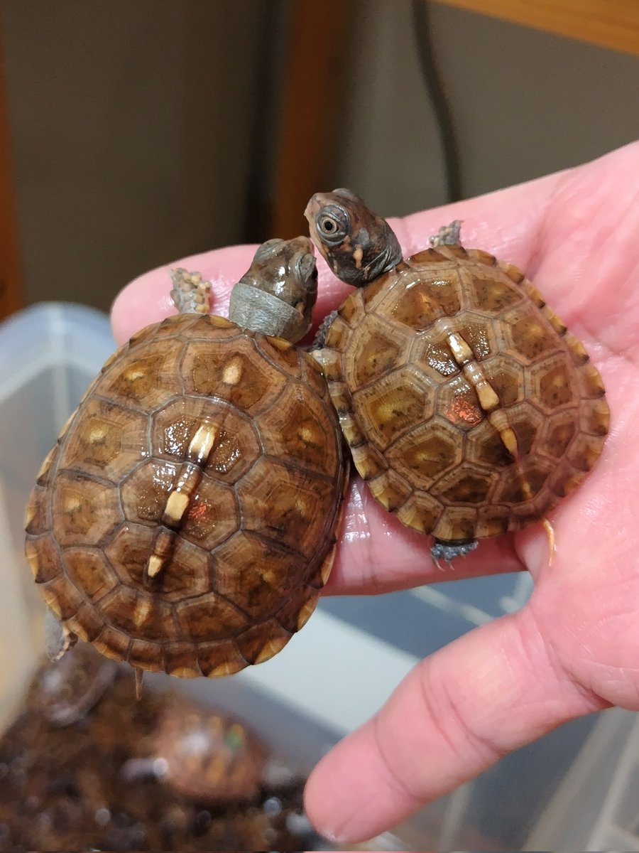 tito (@34_wgnc) / Posts / X