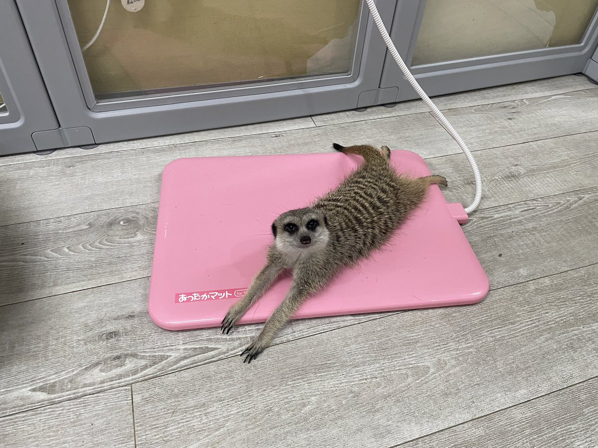 G8kWHexbMAA4fs5.jpg?format=jpg