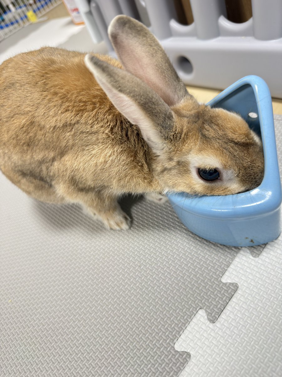おはよー🐰