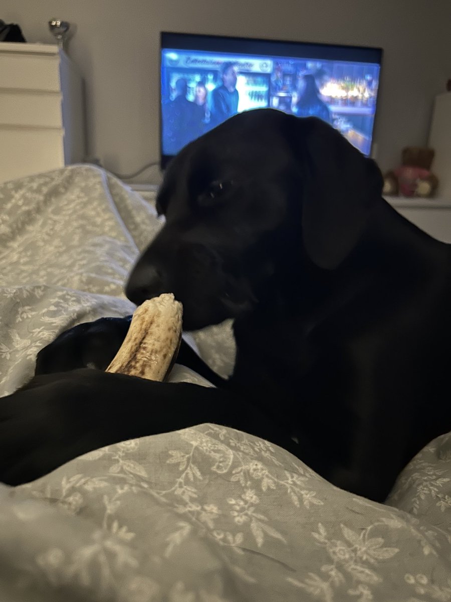 conormaitlandd's tweet photo. Bloody dug has decided to bring her antler to bed tonight. She’ll be up rattling away at this thing like a bag of cocaine all night 🙄 https://t.co/0nw9fhjudi