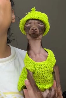 AcervoCharts's tweet photo. Doguinho viraliza no Brasil por se parecer com o rapper Snoop Dogg. https://t.co/QvCncWfF3n