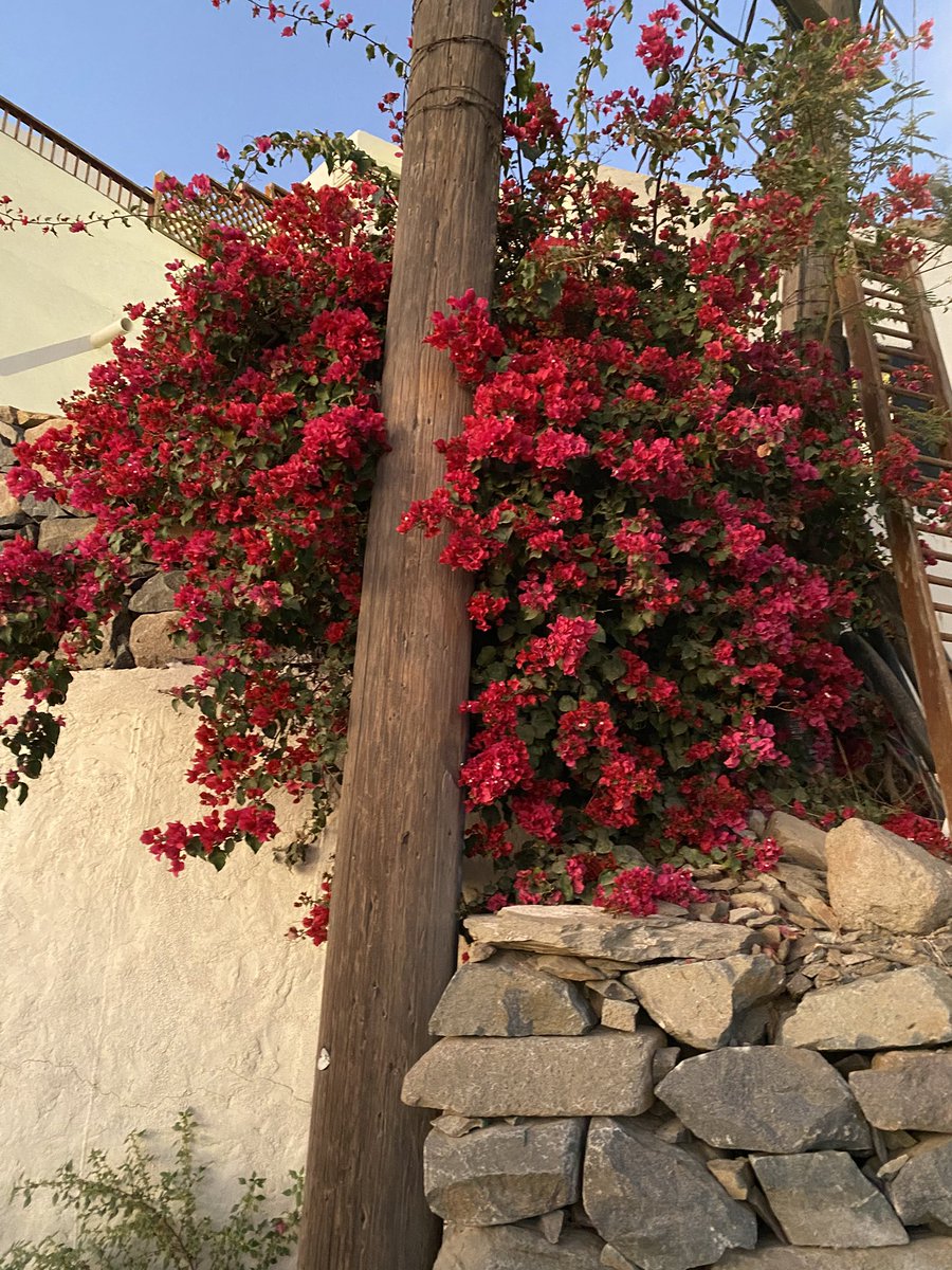 أوباس tweet media