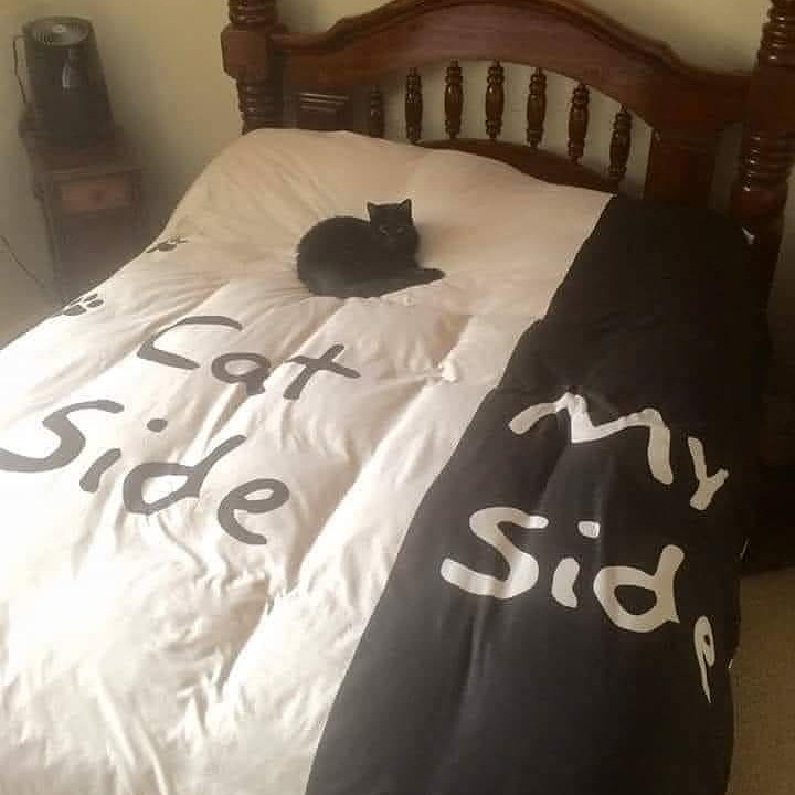 PunchingCat's tweet image. 