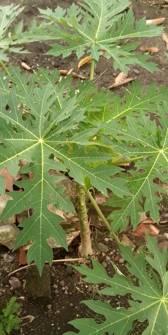 Abis menyapa pepayaku yang berhasil survive setelah dipindahin dari tempat liar kelahirannya 🌱