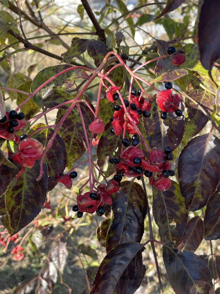ゴンズイの実🍒✨

ミツバウツギ科ゴンズイ属✨日夲・朝鮮・中国他原産✨落葉性の小高木で春に花が咲き秋に赤い実の種がつく✨この赤い実が裂けて黒い種が出る✨古来より神社⛩️や庭園に植えられていた✨花言葉は一芸に秀でる✨人は一芸に秀でる才能を誰もが皆持っている🙏✨