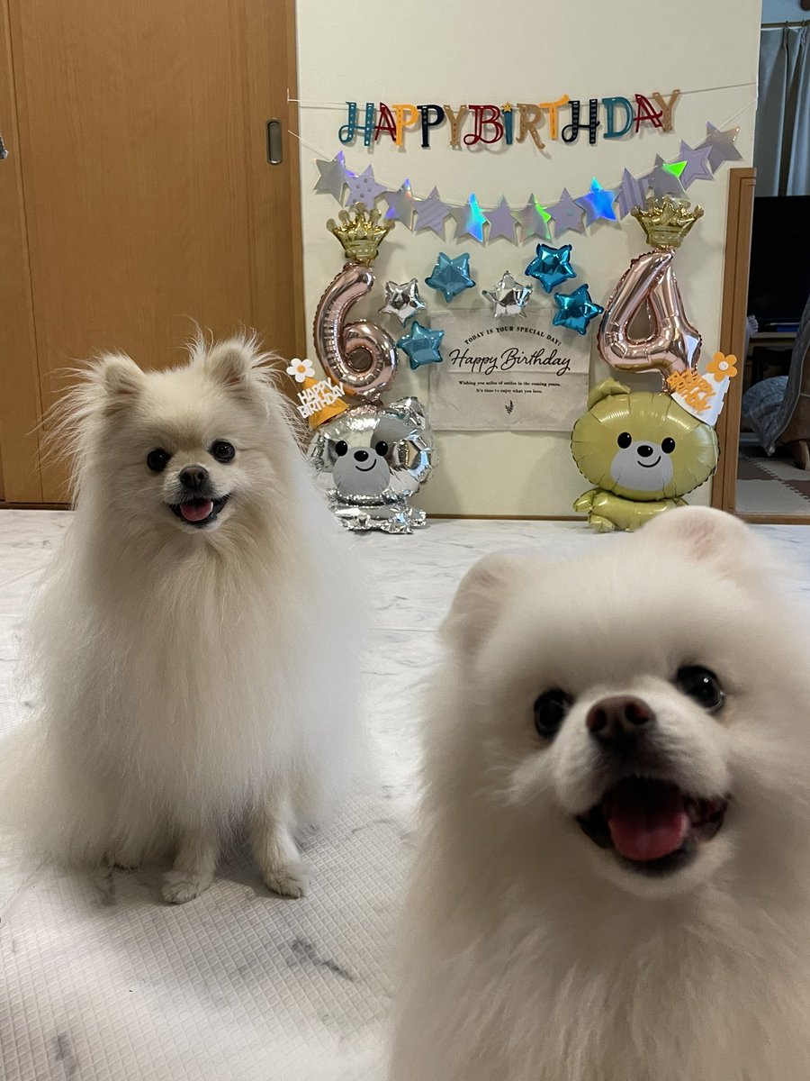 ポメラニアン ししまる らんまる (@shishimaru440_C) / Posts / X