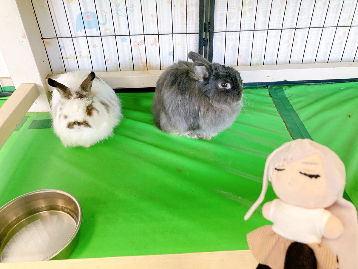 認知はうさぎと同じなんだなw