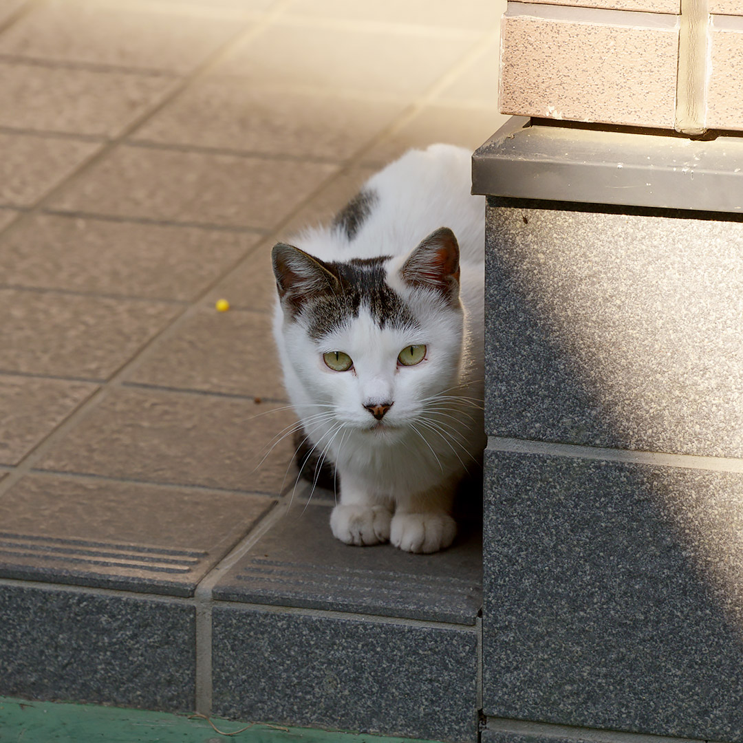 ⭐︎専用⭐︎猫さん様 建物の陰からねこさんが覗いています。 「あれ～、いつもの人と違～う