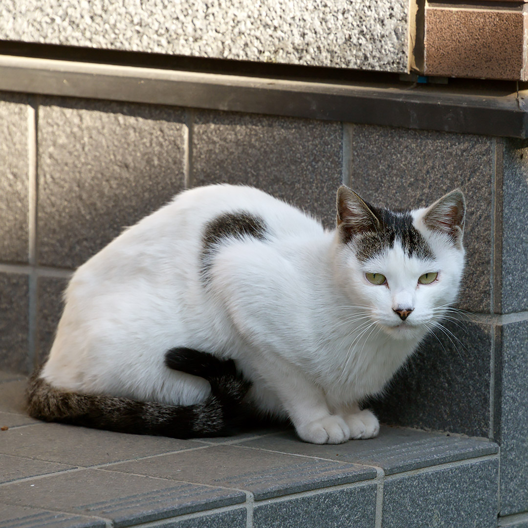 建物の陰からねこさんが覗いています。 「あれ～、いつもの人と違～う