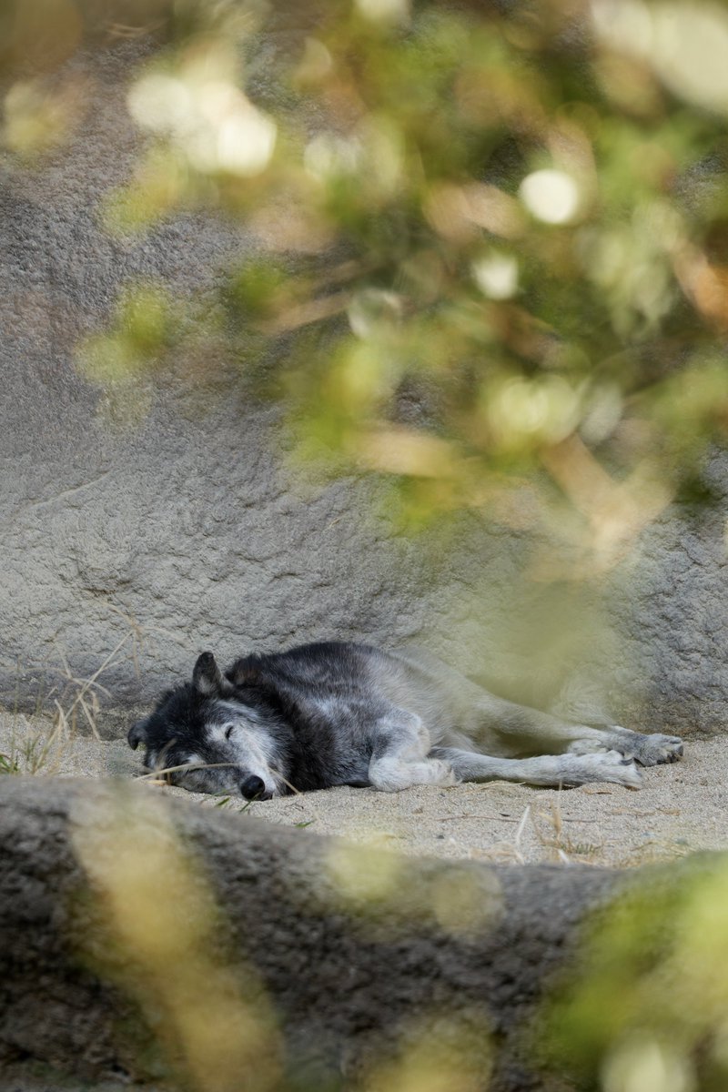 ゲンキおかえりなさい✨
ゆっくりゲンキのペースで過ごしてね🐺🌿

📷2025/12/19
#神戸どうぶつ王国 
#シンリンオオカミ #ゲンキ