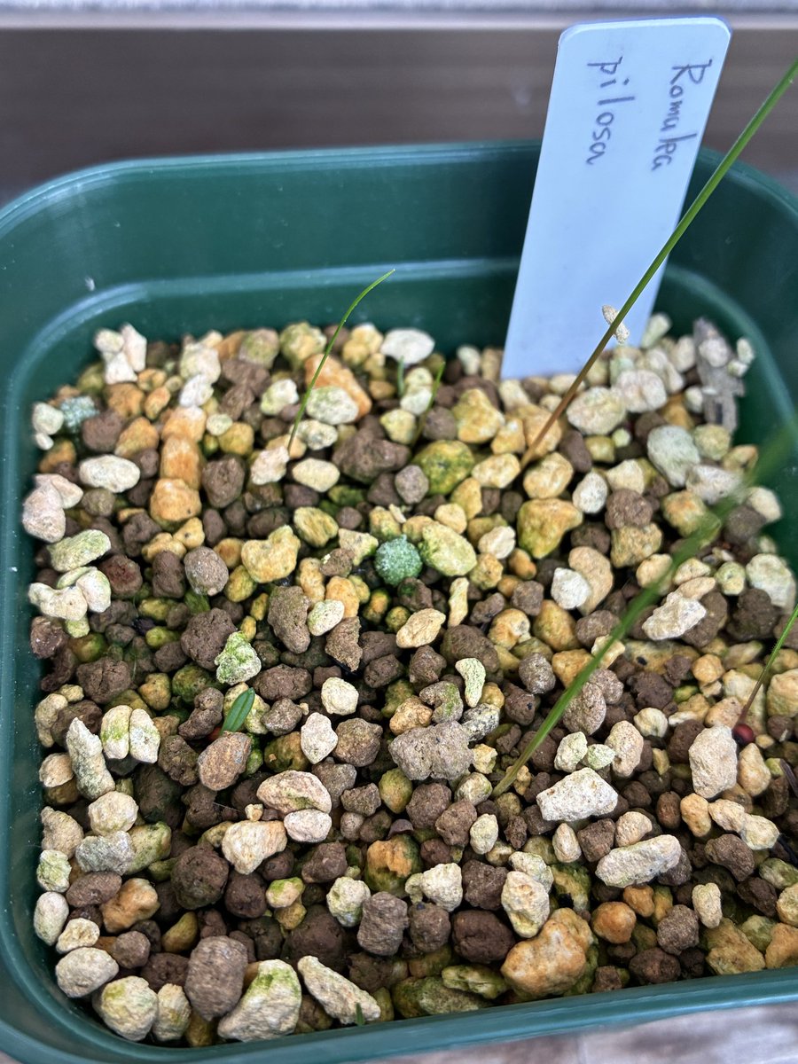 nyanko (@nya3nyanko) / Posts / X