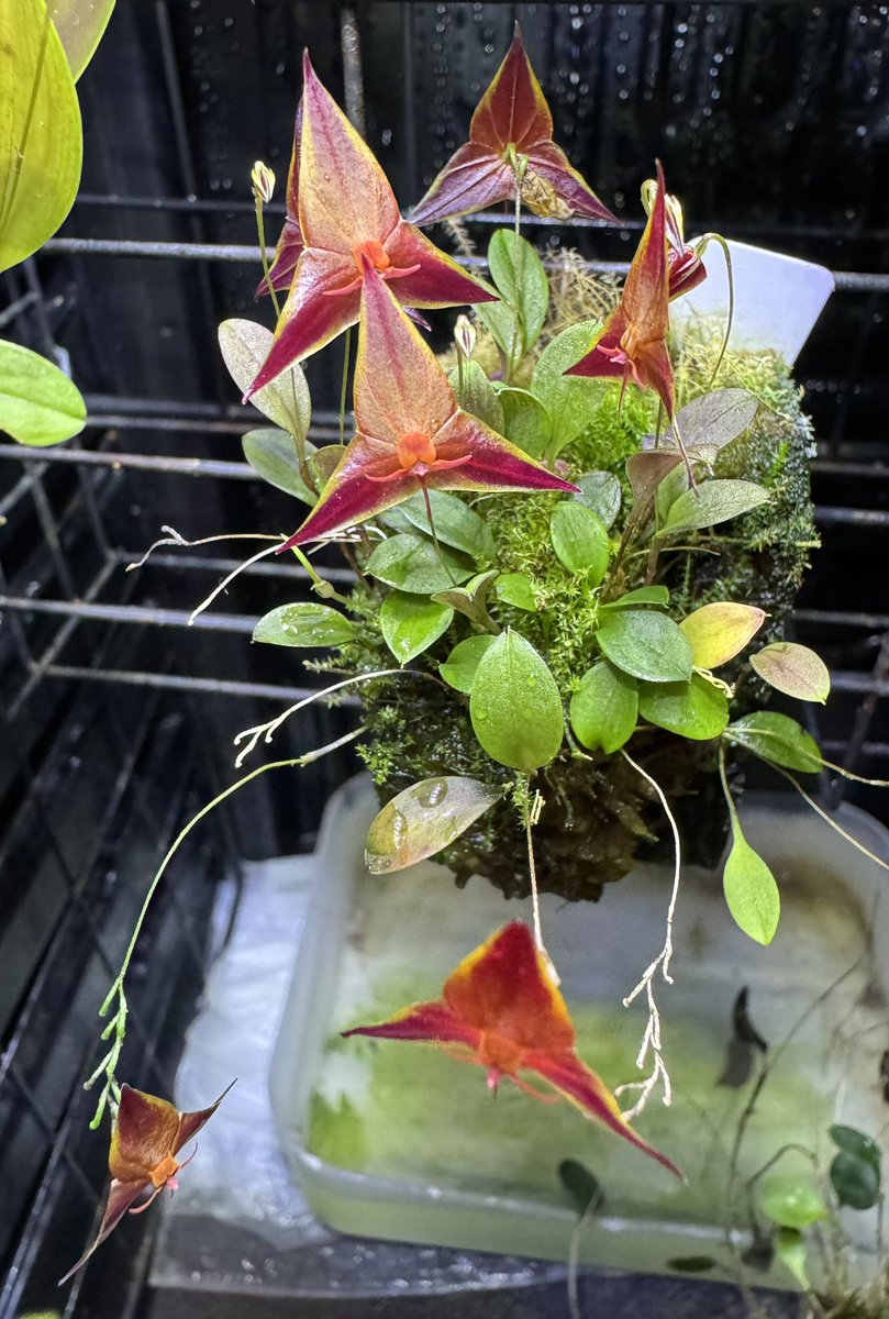 SanctusMichael's tweet photo. Lepanthes golondrina

エクアドル　標高1700m雲林

乱舞咲き始まりました♪

#Lepanthes #レパンテス https://t.co/tTtP3m2irw