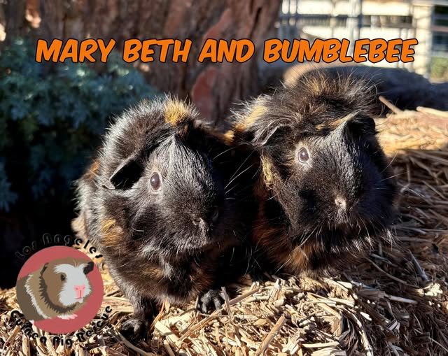 Meet Mary Beth and Bumblebee!

These two “twinny pigs” did not come in together, but have become fast friends. They are around three years old and love to cuddle!

If you are interested in meeting these sweet ladies, or any of the other hundreds of adoptable guinea pigs at LAGPR,