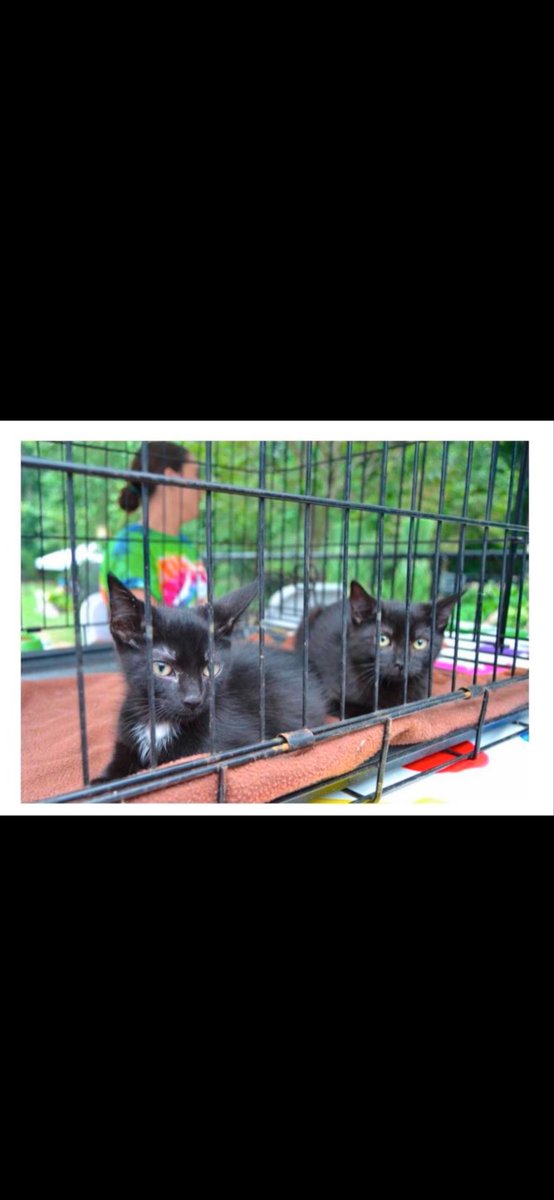 Little Shelter tweet media