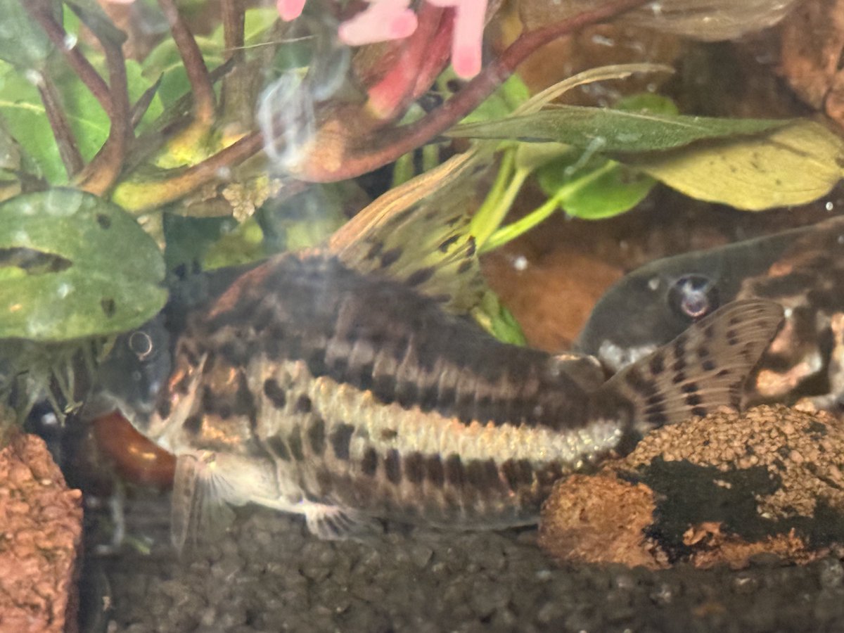 君また更に伸びてないかい？😁