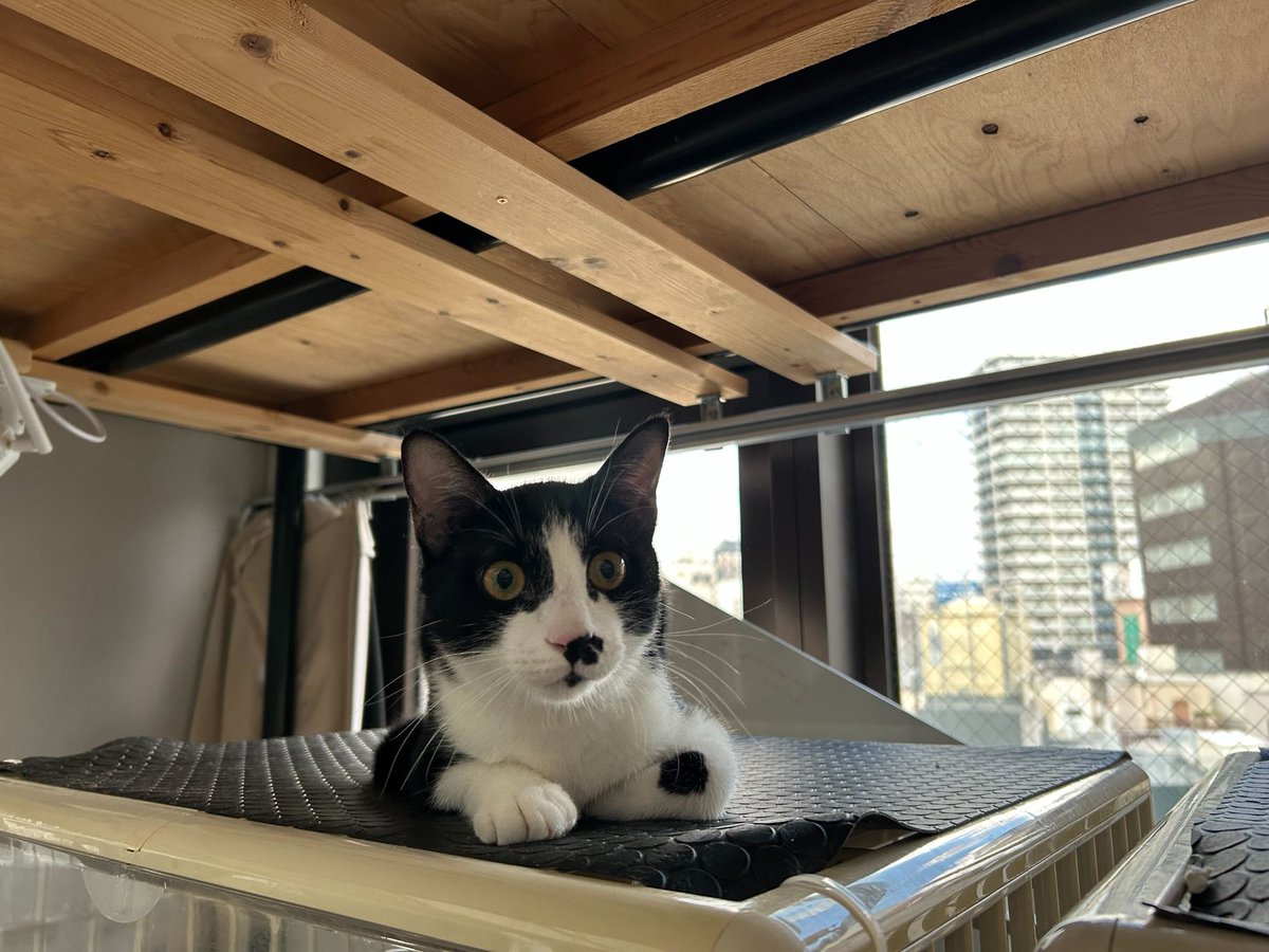 おはようございます。 せいくん🐾黒白の黒が多め、足は白。左前足に黒