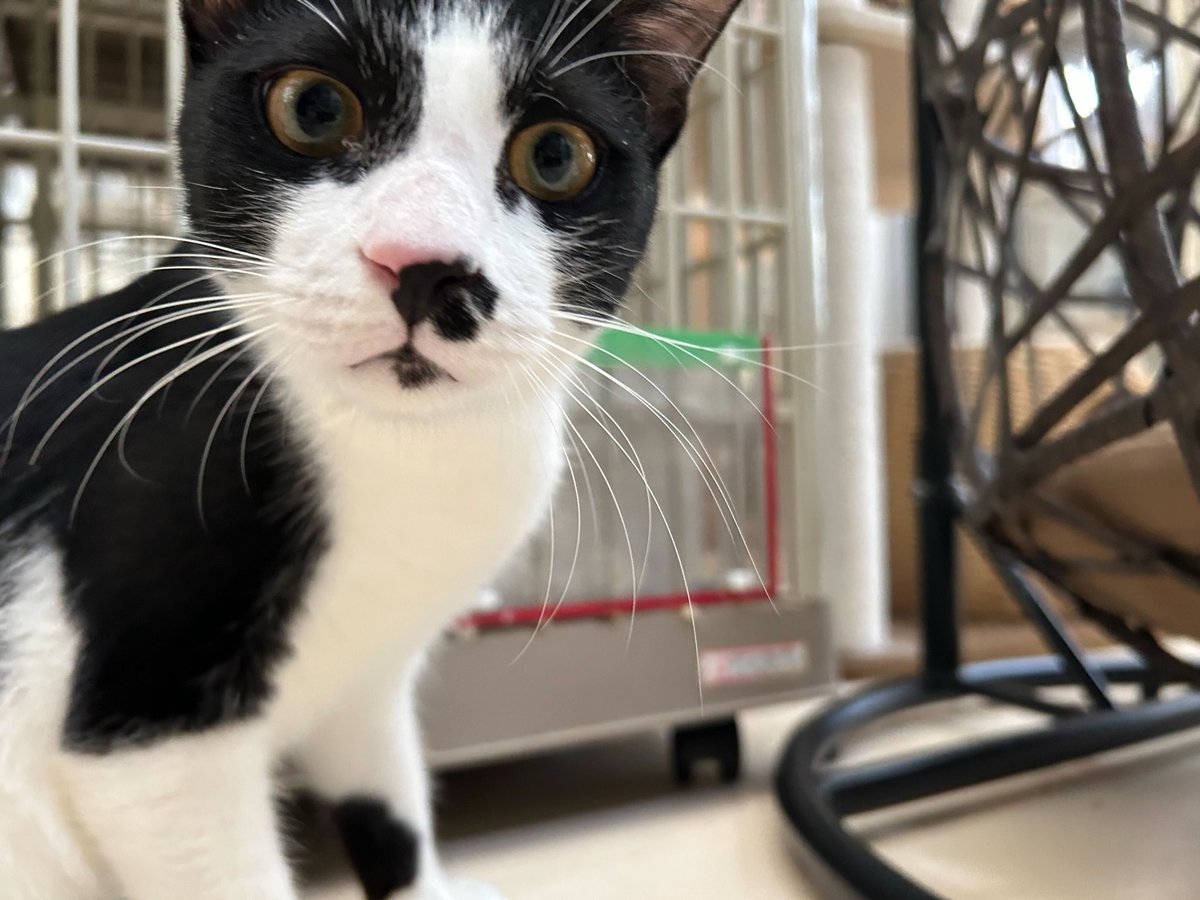 おはようございます。 せいくん🐾黒白の黒が多め、足は白。左前足に黒