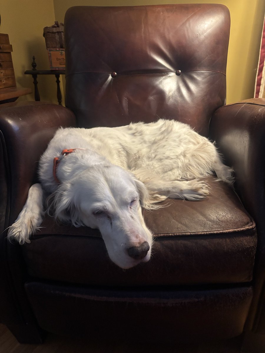 RobertTourigny's tweet photo. R.I.P. Ginny. https://t.co/a7HgnaEI8v