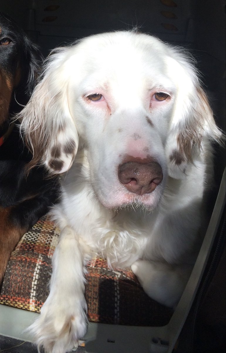 RobertTourigny's tweet photo. R.I.P. Ginny. https://t.co/a7HgnaEI8v