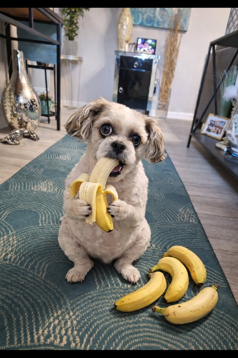 DeannaHershber3's tweet image. Remembering our sweet friend Azlan♥️
#BananasForAzlan
@Beata_Azlan