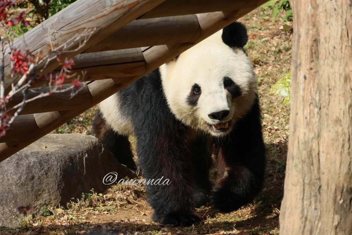 anpanda_1120's tweet photo. 昨日は年内最後の上野。9時半に入園しシャオくん💚列に並び、この時150分待ち。11時半頃会えました！時々室内に入りながら、いつもと変わらずお庭���行ったり来たりしてました。
📷2025.12.19
#シャオシャオ #暁暁 #上野動物園
※禁止轉載※ https://t.co/9xY0z1SPKW