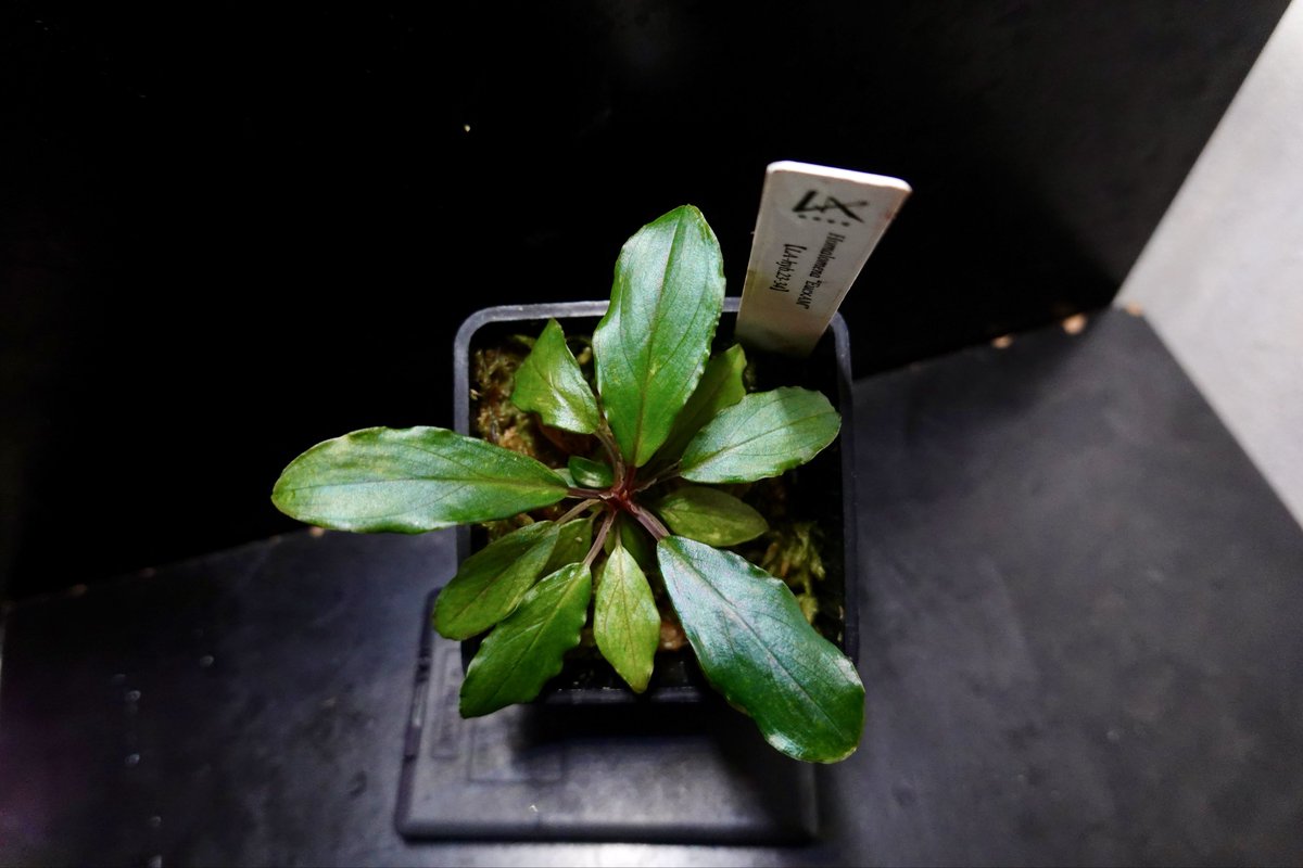 のび太 (@8PuxvOvCCRTys2f) / Posts and Replies / X