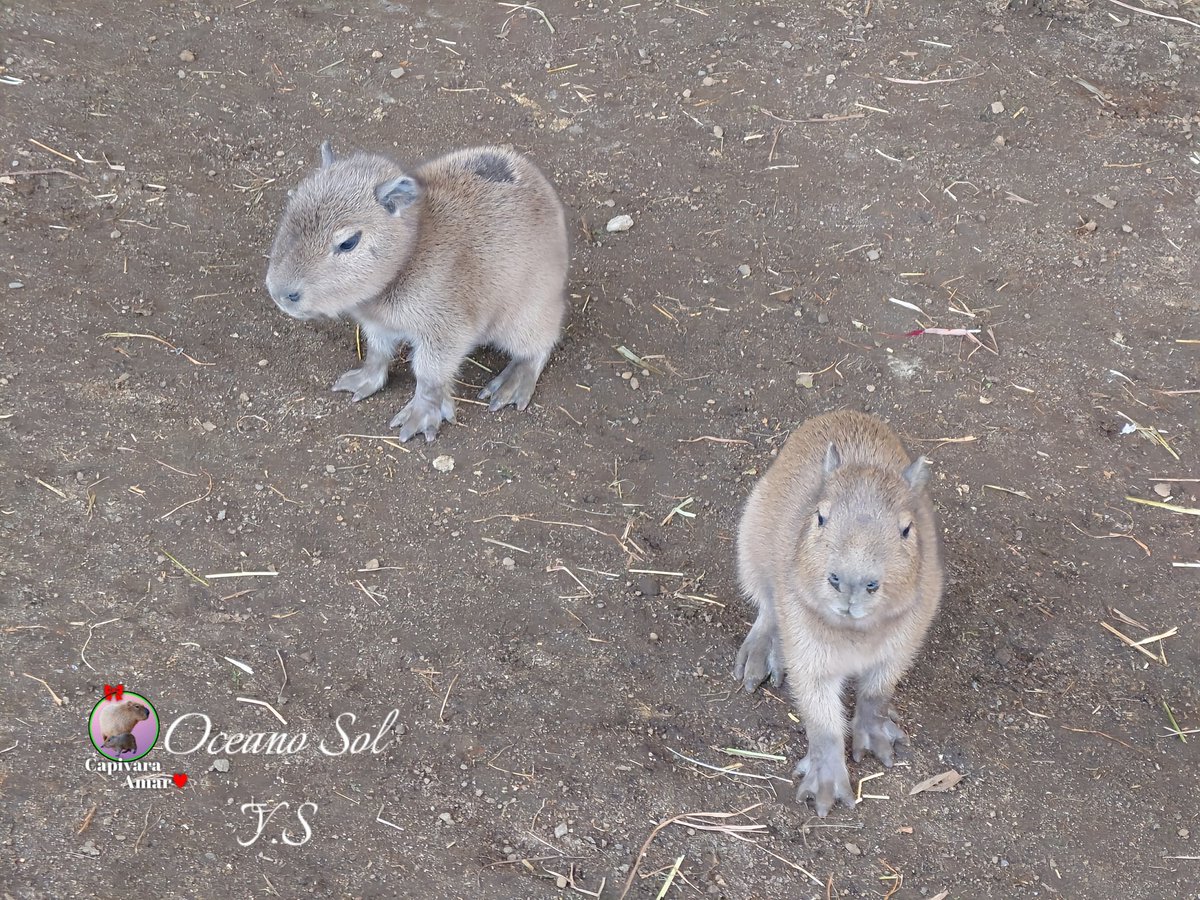 齋藤 洋平 (@k4JrwpXxO7ggav7) / Posts / X