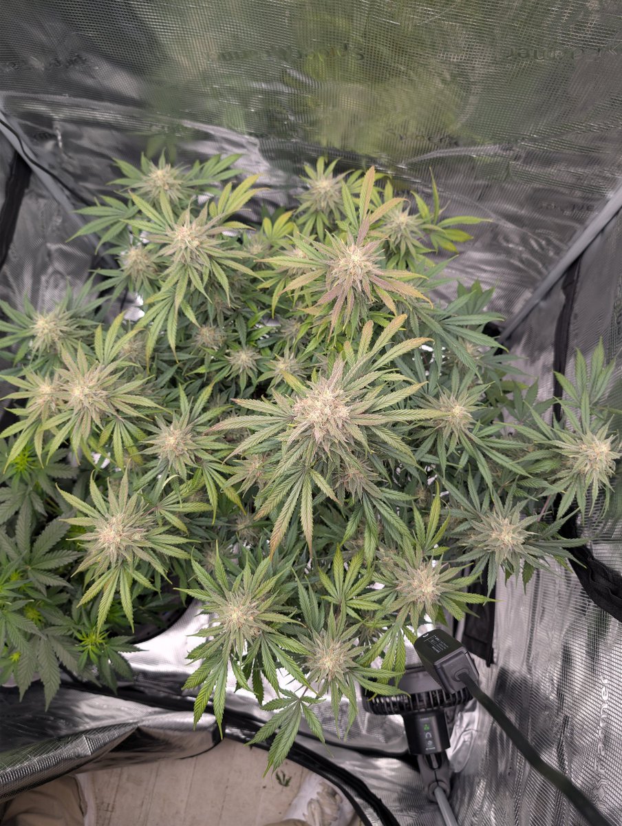 ReyCanna's tweet photo. An amazing @AequeGenetics giga glue grown in @grow_peaceful soil. Can't beat it! #justaddwater #happygrowing #leagalizeTomatoes https://t.co/YSXvL7jkLi
