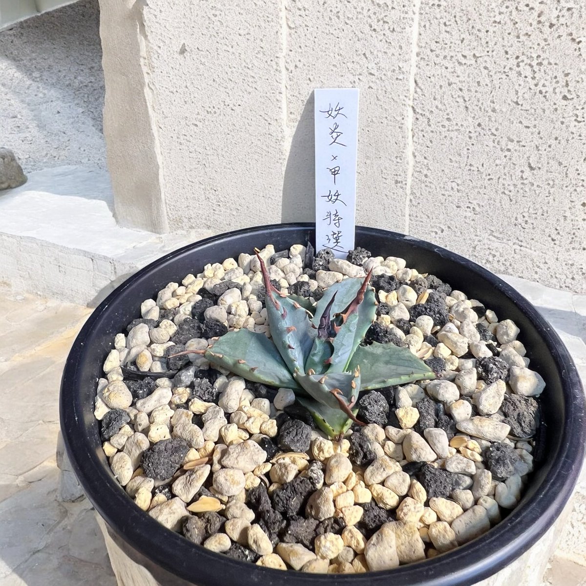 アガベ初心者 (@takashi39884) / Posts / X