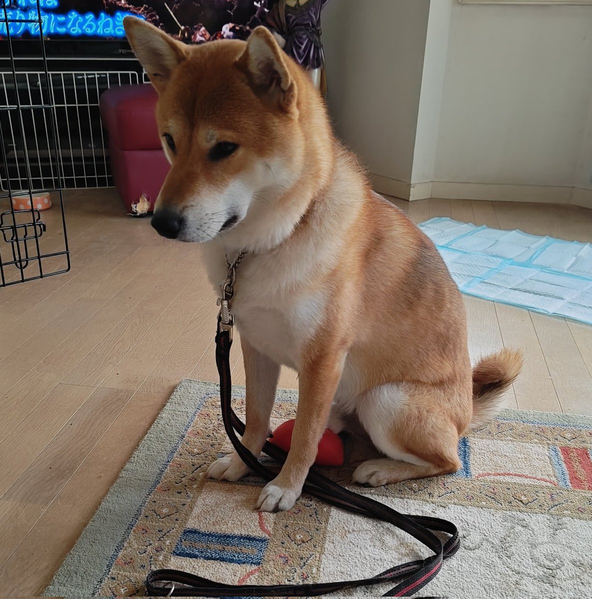 柴犬の、らんたろう成長記録

おはようございます🐶