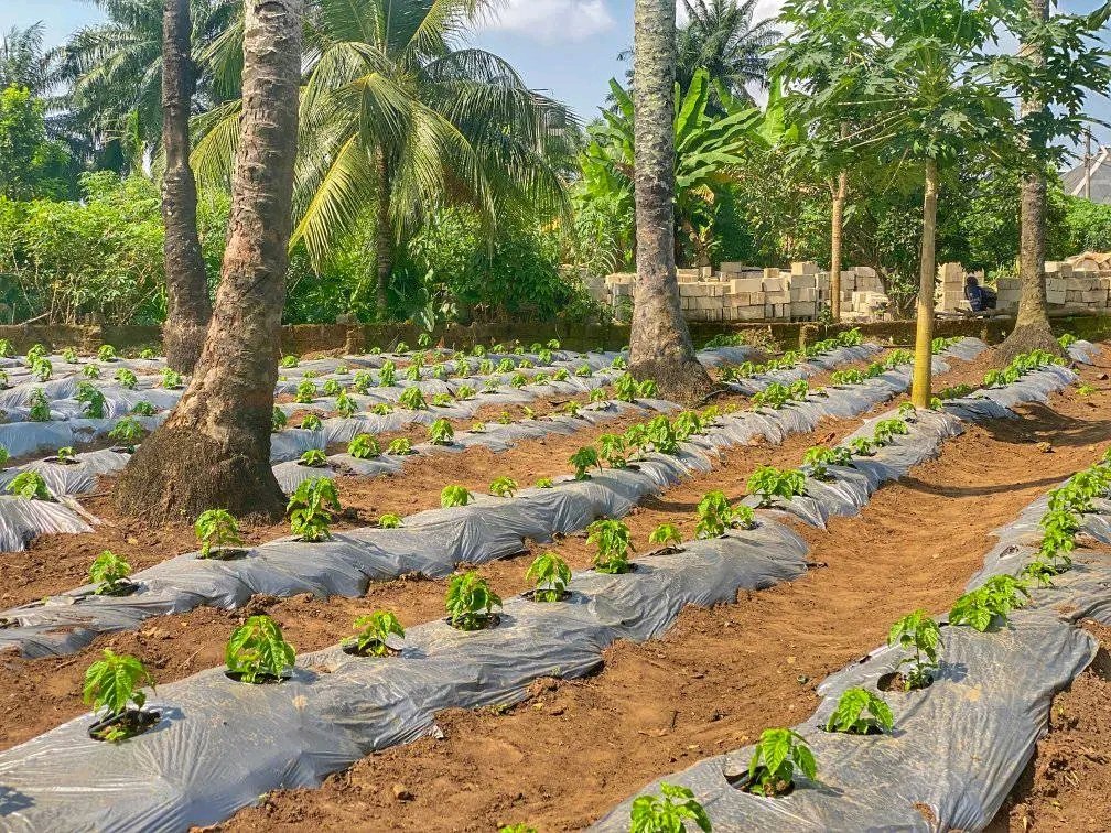 Rotaract District 9142 tweet media