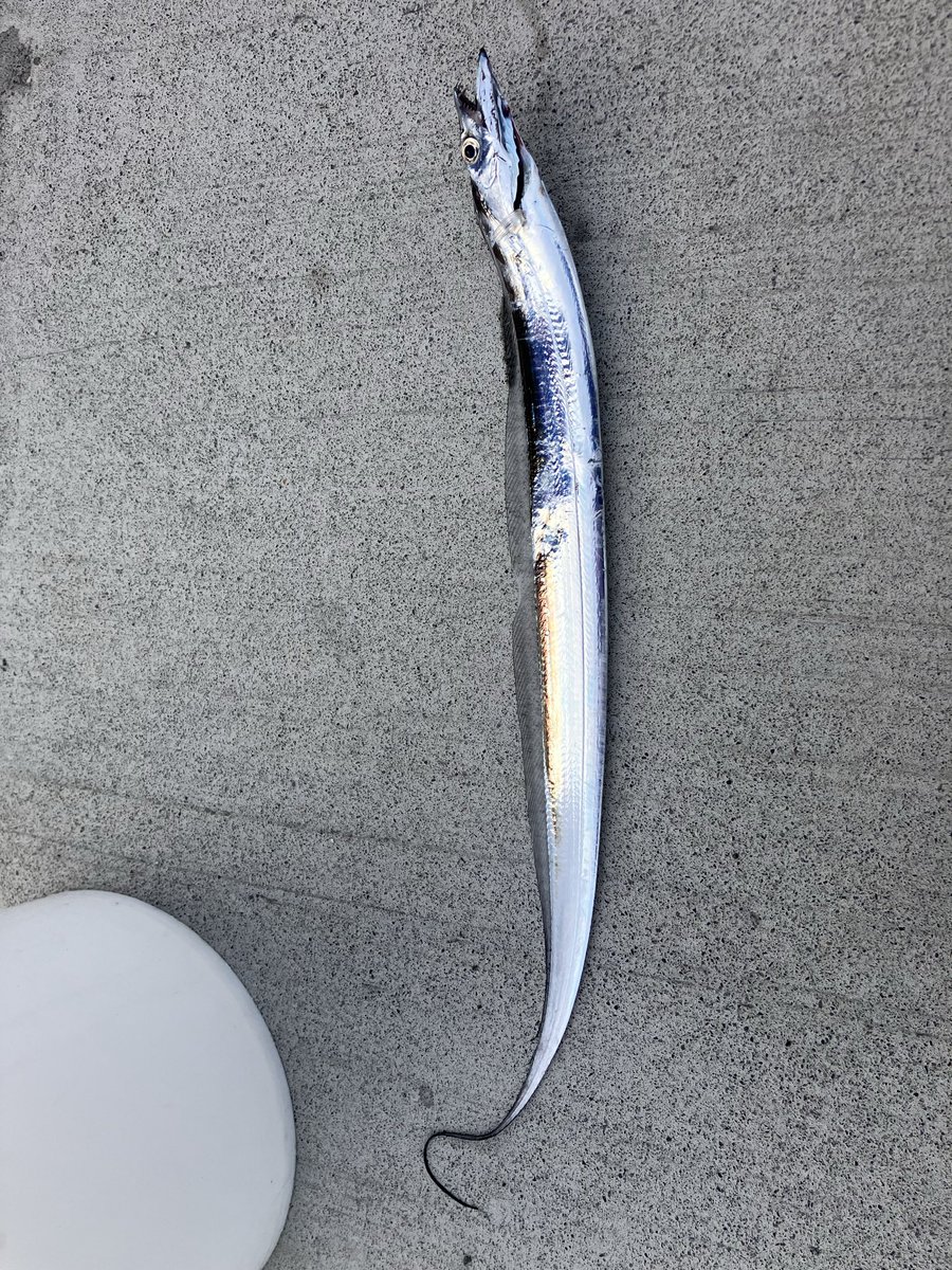 漁港付近から見たら荒れてないなぁ〜！って感じで行ってたら
めっちゃ荒れてました。
戦略的撤退をしたのですが水深50〜60mくらいで反応があったのでジグを落とすと太刀魚さんをゲット！
リリースサイズでしたが出血が酷かったのでお持ち帰りになりました！T^T
申し訳ない.....そして久しぶりの船酔い