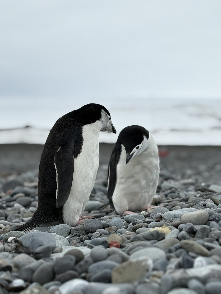 sofisall's tweet image. Pingüinos barbijo 🐧🤍
Amando la Antártida