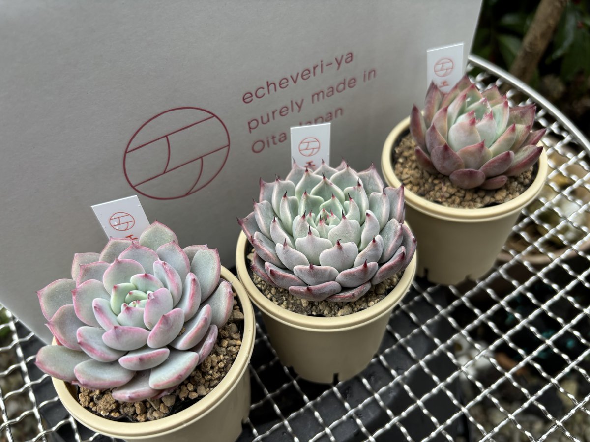 たまねぎ (@skiponion) / Posts / X