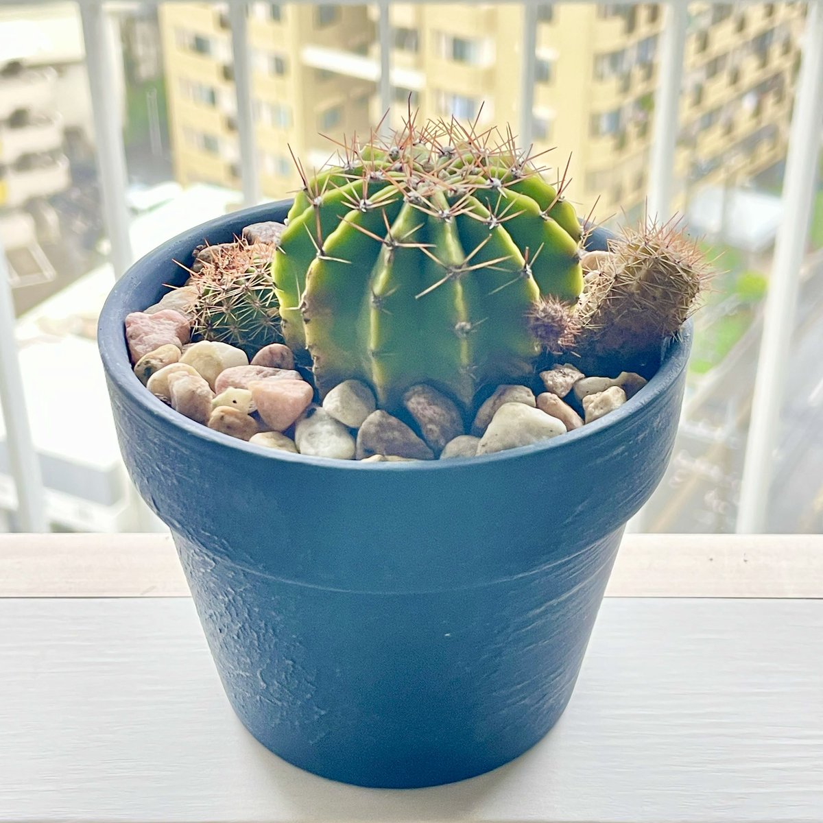 沖縄。 今日の雨は本降り。 遥々東京から持って来たサボテン