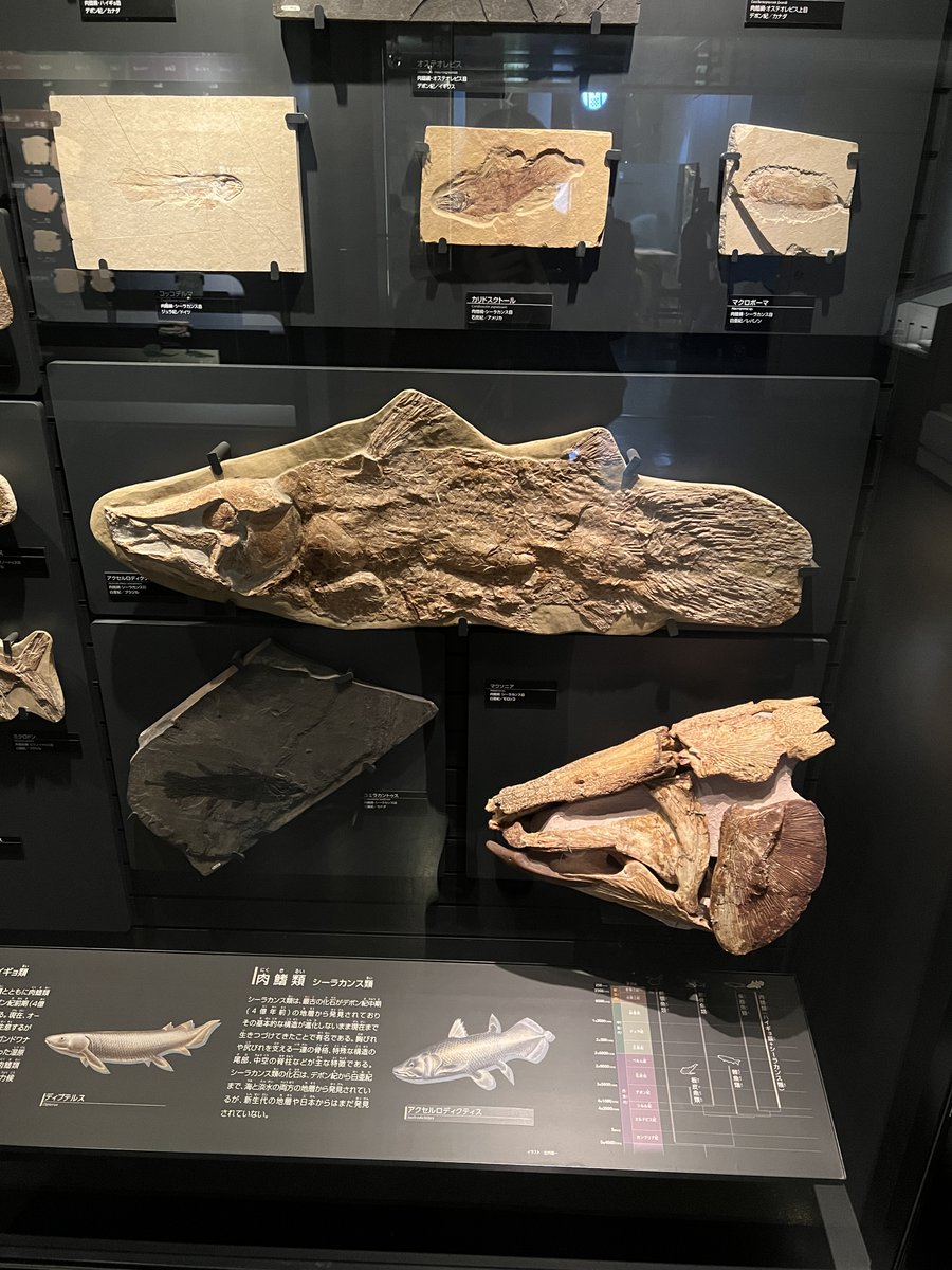 本日12月20日は… #シーラカンスの日🐟 ＼ #かはく 地球館1階「系統広場
