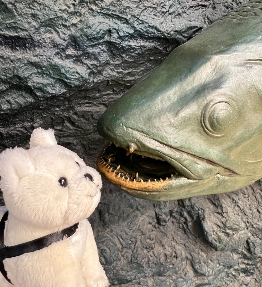 化石魚 フレーム付き 5000万年前(新世代/第三紀•始新世) 科学博物館