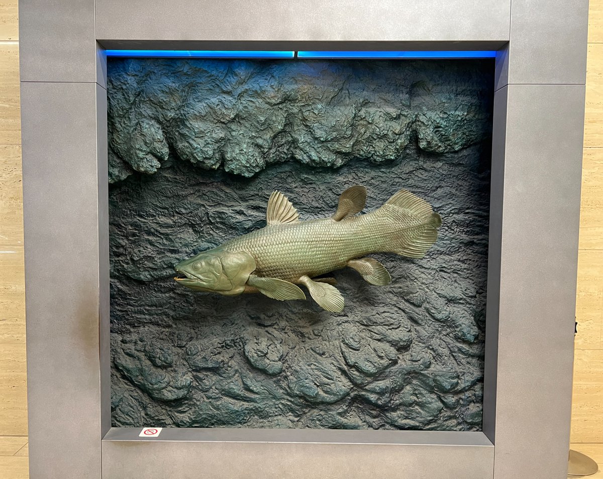 本日12月20日は… #シーラカンスの日🐟 ＼ #かはく 地球館1階「系統広場