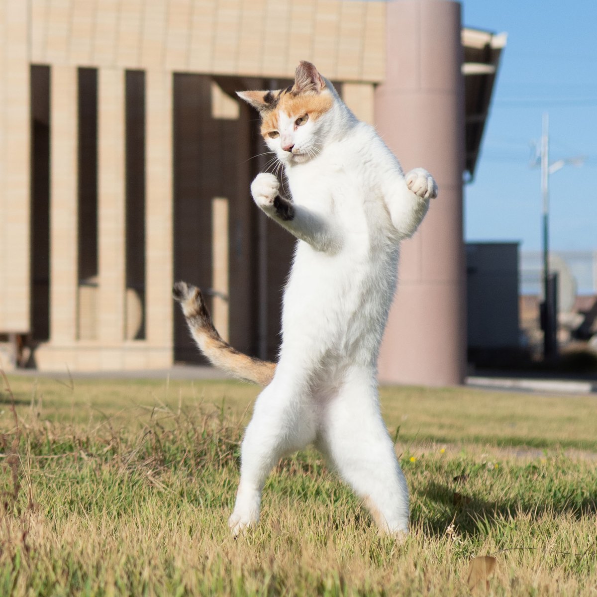 久方 広之「のら猫拳」 (@sakata_77) / Posts / X