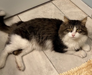 Tenleytown411's tweet photo. Saturday brings another cat adoption event to PetMAC.
Cats and kittens looking for forever homes will be at PetMAC (4914 Wisconsin Avenue) from 12 noon to 2pm on Saturday, December 20.
#PetMAC #Tenleytown #FriendshipHeights https://t.co/xEf9wjUGMY