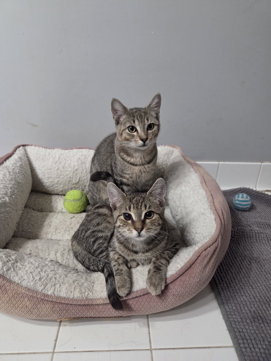 Tenleytown411's tweet photo. Saturday brings another cat adoption event to PetMAC.
Cats and kittens looking for forever homes will be at PetMAC (4914 Wisconsin Avenue) from 12 noon to 2pm on Saturday, December 20.
#PetMAC #Tenleytown #FriendshipHeights https://t.co/xEf9wjUGMY
