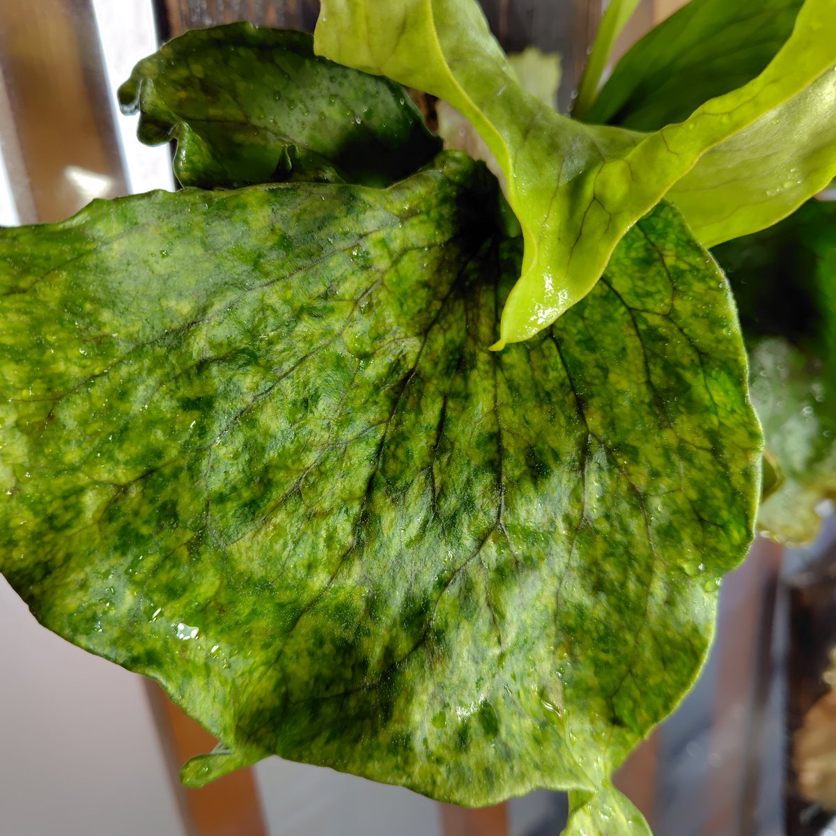 ぽん（acu's forest） (@acupom219) / Posts / X