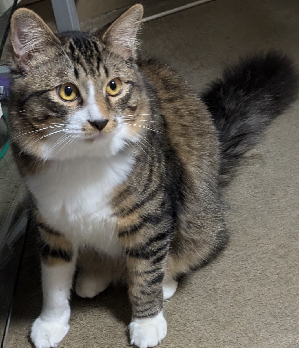 ktmam083 最近の猫ちゃん