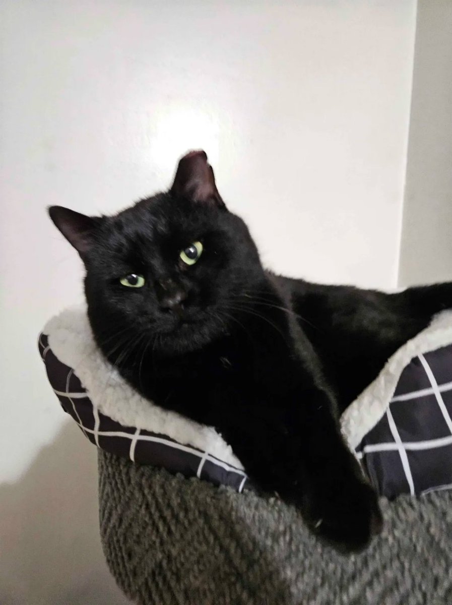 JokeURL's tweet image. does anyone know who is the owner of this cat